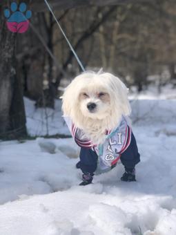 Maltese Terrier Erkek Köpeğime Eş Arıyorum