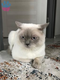 British Shorthair Yakışıklımıza Eş Arıyoruz