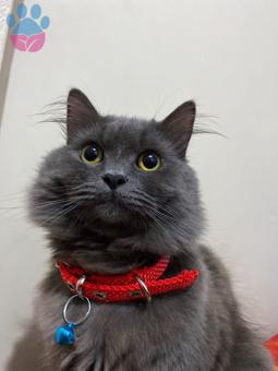 British Longhair 1 Yaşındaki Kedime Eş Arıyorum