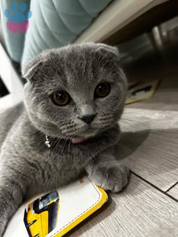 Scottish Fold 8 Aylık Kedime Eş Arıyorum