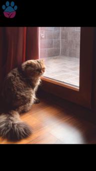 Golden Tabby Scottish fold Long Hair Oğluma Acil Eş Arıyorum