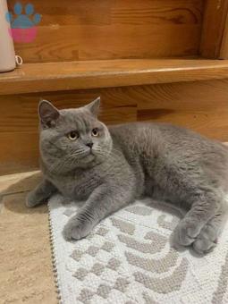 British Shorthair Lilac Oğluma Eş Arıyorum