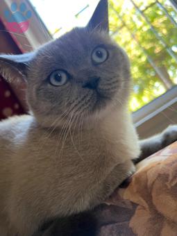 British Shorthair Oğlumuza Eş Aramaktayız