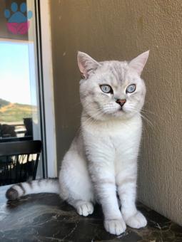 British Shorthair İzmir&#8217;den Kedime Eş Arıyorum