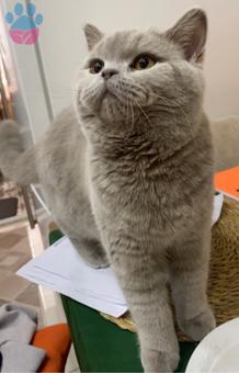 British Shorthair Kızıma Erkek British Arıyorum