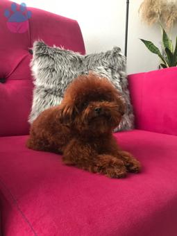 Teddy Poodle Oğlum 1,5 Kilo Eş Arıyoruz