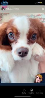 Cavalier King Charles Kızıma Eş Arıyorum