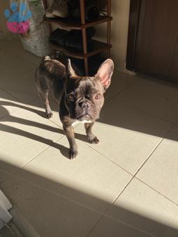 Tiger (Brindle) French Bulldog