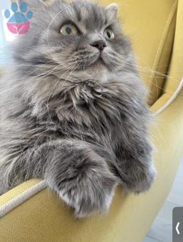 British Longhair Dişi Kedim İçin Eş Arıyorum