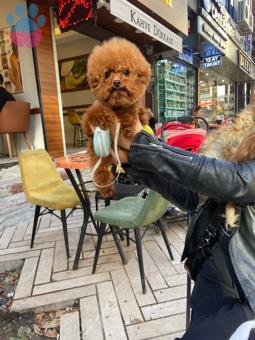 Toy Poodle Teacup Oğluma Eş Arıyorum