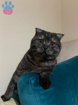 Scottish Fold Erkek Kedime Eş Arıyorum 9 Aylık