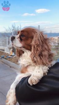 Cavalier King Charles 4 Yaşında Kızıma Eş Arıyorum