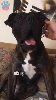 Presa Canario Oğluşuma Eş Arıyorum