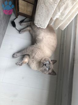 British Shorthair Pascal’a Eş Adaylarını Arıyoruz