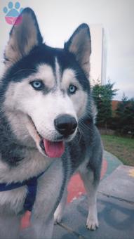 Husky Köpeğime Eş Arıyorum