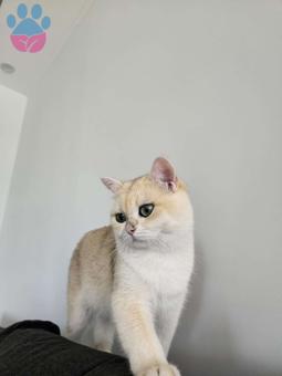 British Shorthair Golden Ny12 Oğlumuza Eş Arıyoruz