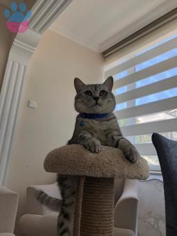 British Shorthair Oğluma Dişi Eş Arıyorum