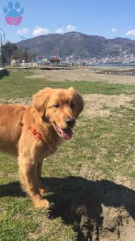 Golden Retriever Oğlumuz Eş Arıyor Eğitimli Safkan