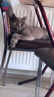 British Shorthair 1.5 Yaşında Erkek Kedime Dişi Arıyorum