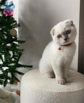 Scottish Fold Mila Eş Arıyor 1.5 Yaşında