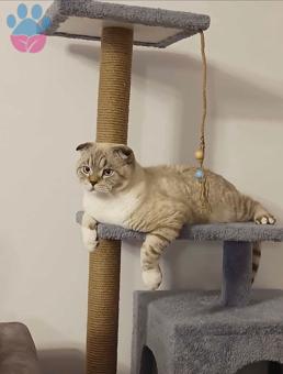 Erkek Scottish Fold Shorthair Kedime Eş Arıyorum