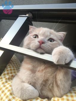 Scottish Fold Yakışıklı Oğluşuma Eş Arıyorum