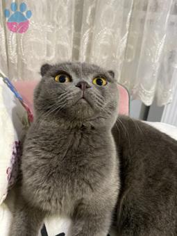 1 Yaşında Scottish Fold Oğlumuza Eş Arıyoruz