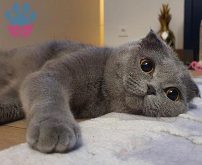 Scottish Fold Cinsi Kızımıza Eş Arıyoruz