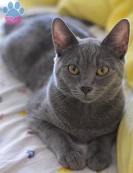 Oğlumuz şaşkına gelin arıyoruz ☺️