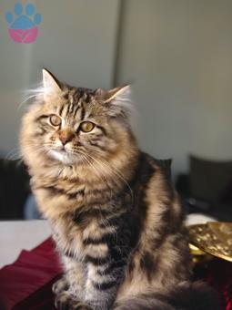 British Longhair Golden Tabby Yakışıklı Aslanım Aşk Arıyor