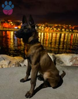 Belçika Malinois Oğluma Eş Arıyorum