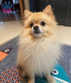 Pomeranian Boo 5 Yaşında Oğluma Eş Arıyorum