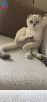 Scottish Fold Kedim Pamuk Eş Arıyor