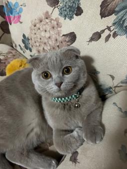 Scottish Fold Kedime Erkek Eş Arıyorum