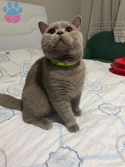 British Shorthair 2 Yaşında Oğluma Eş Arıyorum Kızgınlıkta