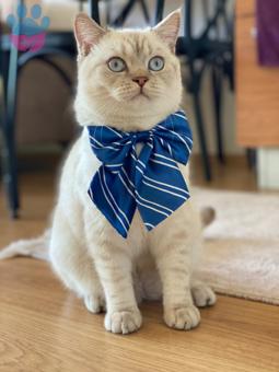 British Shorthair Yakışıklı Oğluma Eş Arıyorum