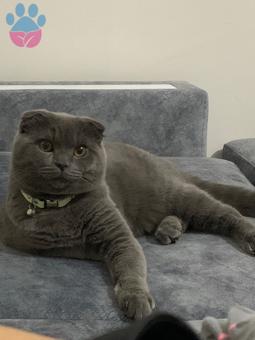 Scottish Fold 10 Aylıktan Küçük Aslanımıza Eş Arıyoruz