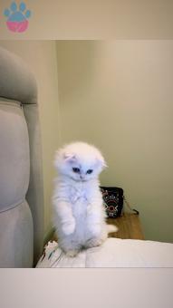 Scottish Fold Cinsi Tomi Oğlum Eş Arıyor