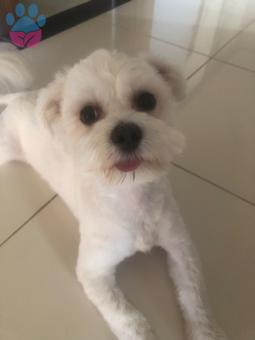 Maltese Terrier 1.5 Yaşında Köpeğime Eş Arıyorum