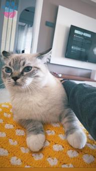 British Shorthair Kedime Eş Arıyorum 7 Aylık