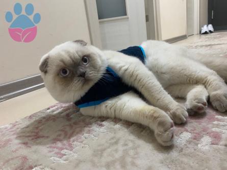 Scottish Fold Oğlum Kızgınlıkta 9 Aylık