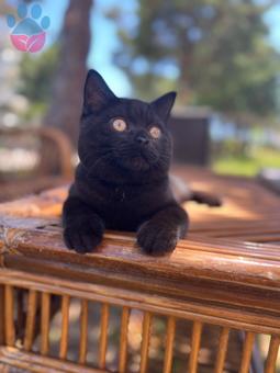 British Shorthair Kedime Acil Eş Arıyorum