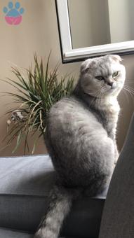 2 Yaşında Scottish Fold Oğluma Eş Arıyorum