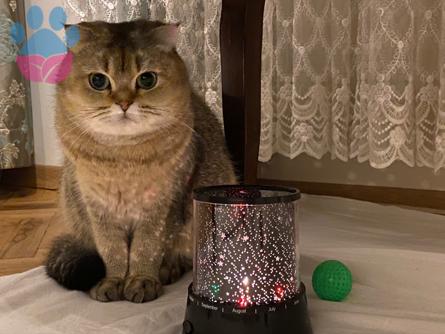 Scottish Fold Kızımıza Damat Arıyoruz