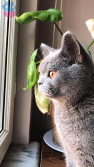 British Shorthair Cinsi Oğluşumuz Pan Eş Arıyor