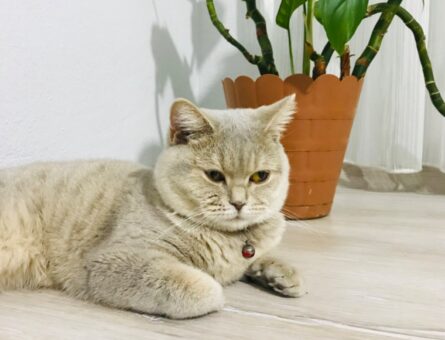 British Shorthair Tarçına Uygun Eş Arıyorum