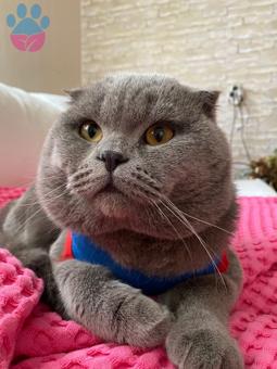 Scottish Fold Cinsi Oğlumuza Dişi Eş Arıyoruz