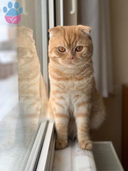 Scottish Fold 1 Yaşındaki Oğluma Eş Arıyorum