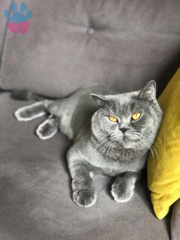 British Shorthair 2.5 Yaşında Oğluma Eş Arıyorum