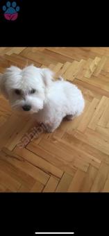 Maltese Terrier 4 Yaşında Köpeğime Eş Arıyorum